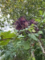 Sambucus canadensis
