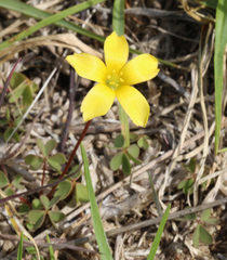 Oxalis rubens