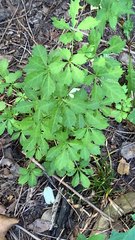 Eleutherococcus sieboldianus