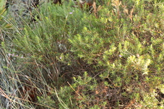Agathosma pungens