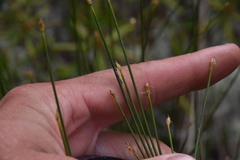 Trichophorum cespitosum