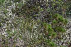 Trichophorum cespitosum