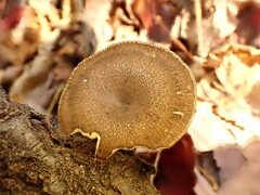 Lentinus brumalis