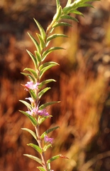 Agathosma pungens