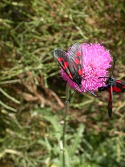 Zygaena lonicerae