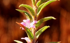 Agathosma pungens
