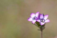 Gilia laciniata