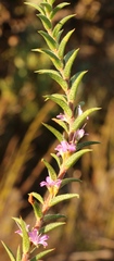 Agathosma pungens