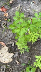 Eleutherococcus sieboldianus