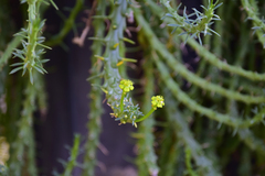 Euphorbia flanaganii