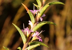 Agathosma pungens
