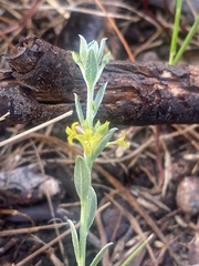 Pimelea curviflora