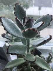 Kalanchoe tomentosa