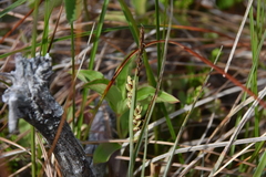 Carex livida