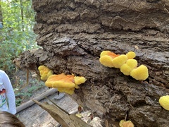 Laetiporus gilbertsonii