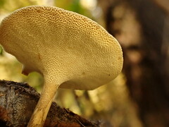 Lentinus brumalis