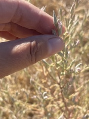 Chloropyron tecopense