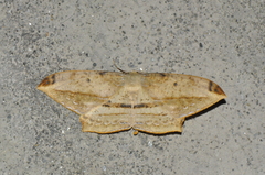 Dalima
