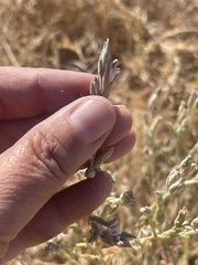 Chloropyron tecopense