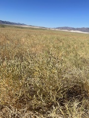 Chloropyron tecopense