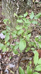 Vaccinium pallidum