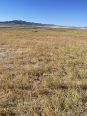 Chloropyron tecopense