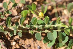 Chamaecrista rotundifolia