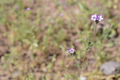 Gilia laciniata