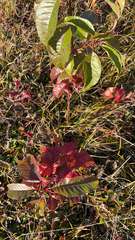 Cotinus coggygria