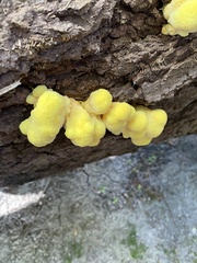 Laetiporus gilbertsonii