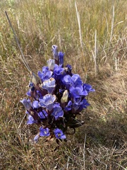 Gentianopsis