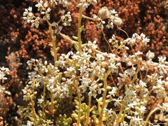 Sedum