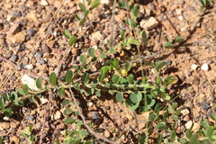 Chamaecrista rotundifolia