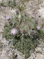 Cirsium scariosum