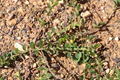Chamaecrista rotundifolia