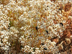 Heliotaurus ruficollis