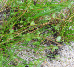 Isolepis