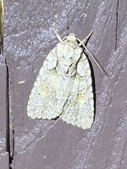 Acronicta ovata