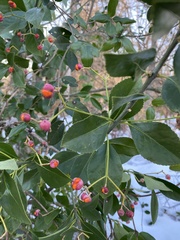 Euonymus japonicus