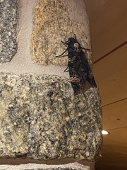 Acherontia atropos