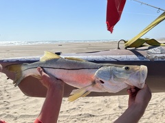 Centropomus undecimalis