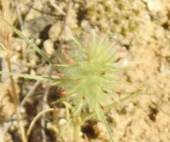 Trifolium angustifolium