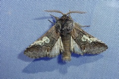Diloba caeruleocephala