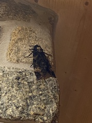 Acherontia atropos