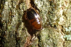 Ectobius sylvestris