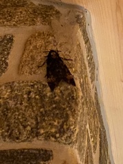 Acherontia atropos