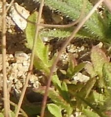 Plantago coronopus
