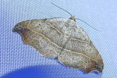 Laspeyria flexula