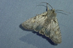 Lithophane ornitopus