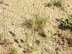 Plantago coronopus